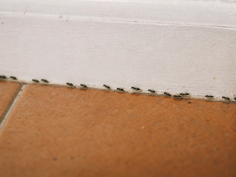 Colonne de fourmis noires le long d'une plinthe blanche