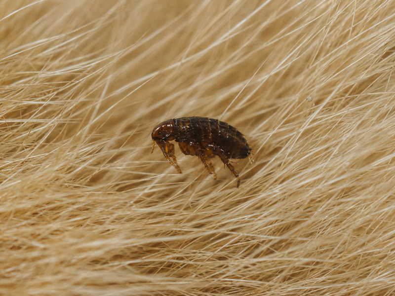 Puce sur pelage de chien, cadrage macro
