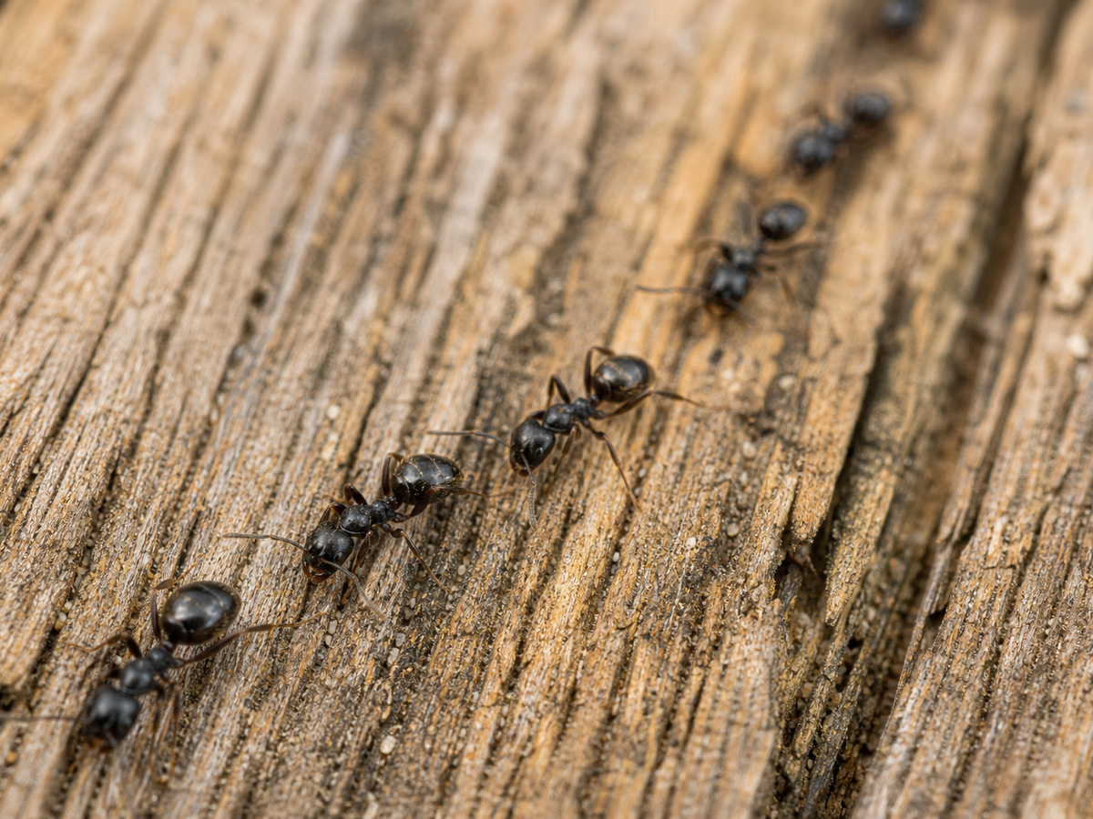 Colonie de fourmis en macro, chemin sur bois clair.
