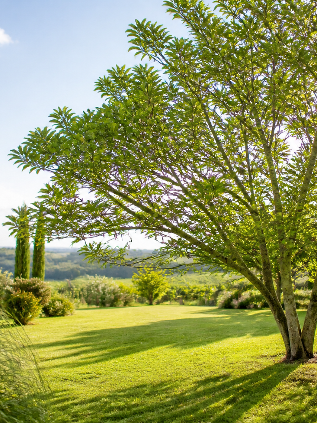 Arbre planté dans un grand jardin